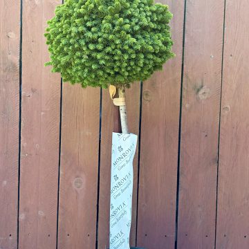 LITTLE GEM NORWAY SPRUCE, SIZE #5 PATIO TREE