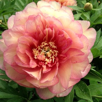 PAEONIA ITOH 'GARDEN CANDY® Simply Scrumptious' #5