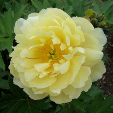 PAEONIA ITOH 'Garden Candy™ Pineapple Fizz™'