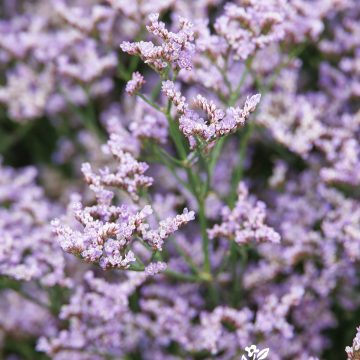 LIMONIUM DAZZLE ROCKS, SIZE #1