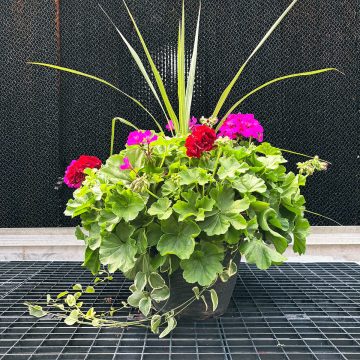 Combo Calliope® Large Burgundy Splash- 13"