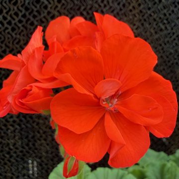 Geranium Dynamo™ Orange - 13" Patio Pot