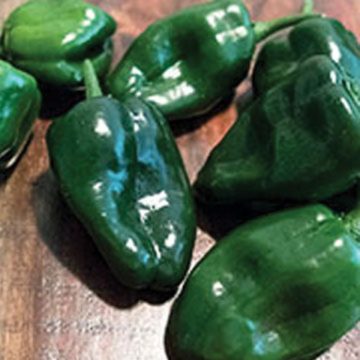Pepper Hot 'Ancho Sanchez', Poblano - 3½" pot