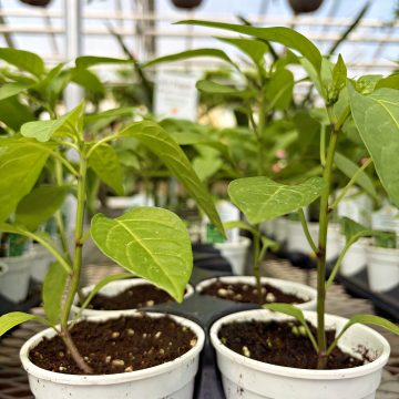 Pepper Hot 'Jalapeno MegaTron' - 3½ pot