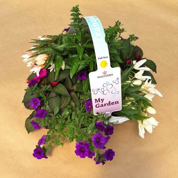 My Garden Combo 'Tranquil'- 7 Count Tray