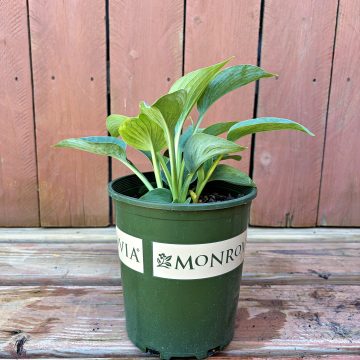 HOSTA 'BIG DADDY', SIZE #1