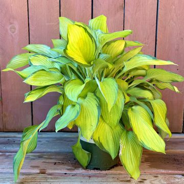 HOSTA 'GOLD STANDARD', SIZE #1
