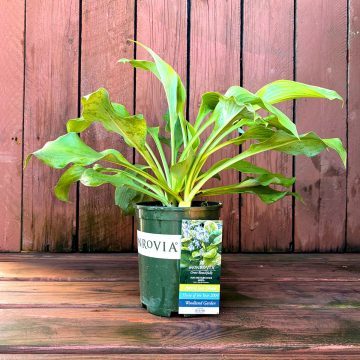 HOSTA 'SUM & SUUBSTANCE', SIZE #1