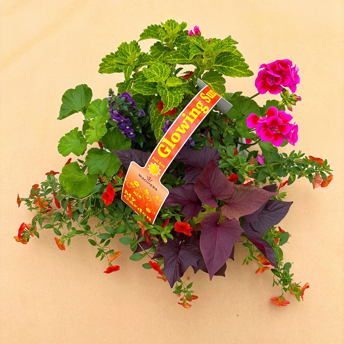 My Garden Combo 'Glowing Sun' - 7 Count Tray