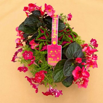 My Garden Combo 'Sparkling Sun' - 7 Count Tray