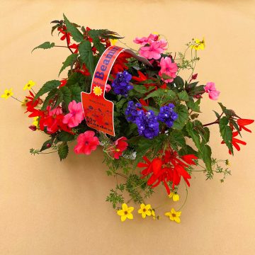 My Garden Combo 'Beaming Sun' - 7 Count Tray