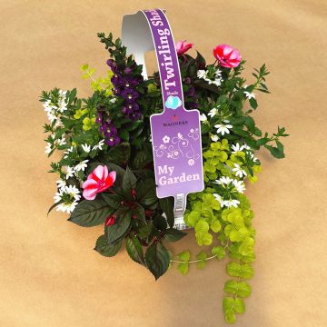 My Garden Combo 'Twirling Shade' - 7 Count Tray