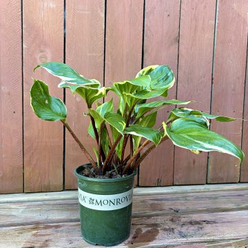 HOSTA 'SORBET', SIZE #1