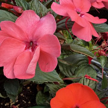 SunPatiens® Compact Summer Salsa- 12" Basket