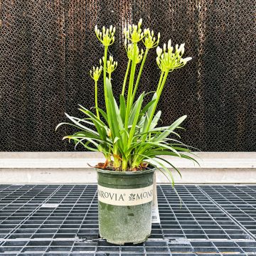 AGAPANTHUS Bridal Veil® , SIZE #1