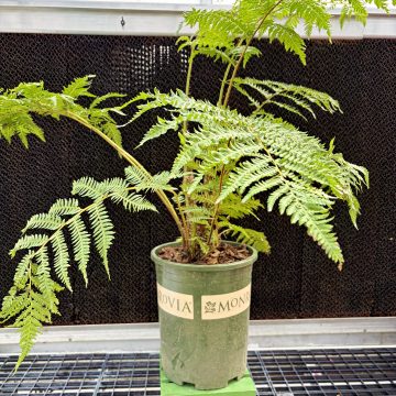 AUSTRAILIAN TREE FERN, SIZE #5