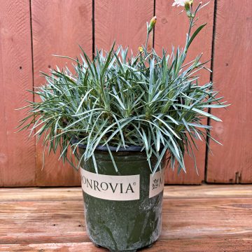 DIANTHUS 'SCENT OF HEAVEN™ ANGEL OF PURITY' #1
