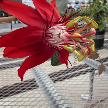 Passiflora vitifolia, Size #1