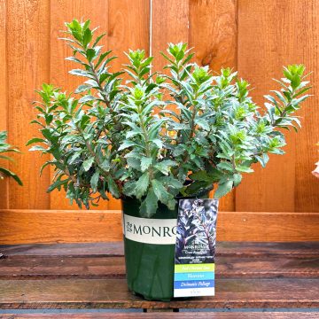 SEDUM ‘SunSparkler® SAPPHIRE TUFFET’, SIZE #1