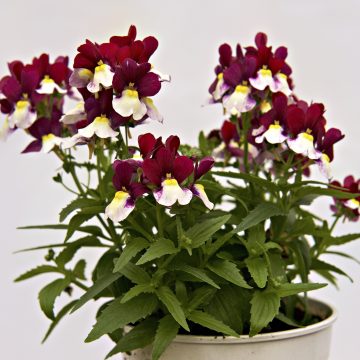 Nemesia ESCENTIAL® Cherryberry – 4 1/3″ Pot