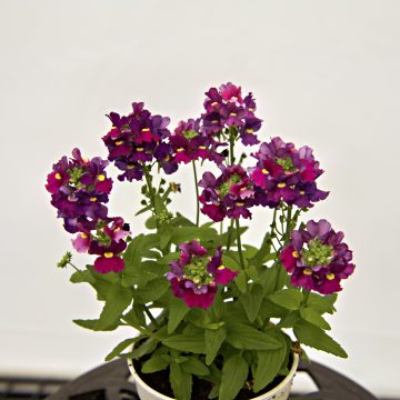 Nemesia ESCENTIAL® Bumbleberry – 4 1/3″ Pot