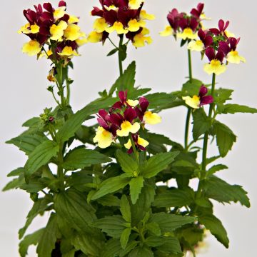 Nemesia ESCENTIAL® Raspberry Lemonade - 4 1/3" Pot