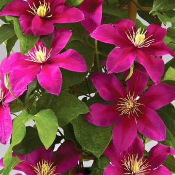 CLEMATIS 'Boulevard® Acropolis™', SIZE #2