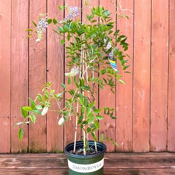 WISTERIA 'BLUE MOON', SIZE #2