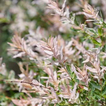 FLAMINGO DAPPLED WILLOW TREE, SIZE #5