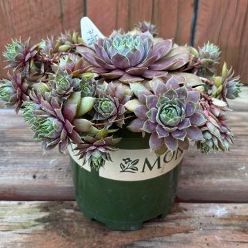 Sempervivum 'Krebs Desert Bloom', Size- Quart