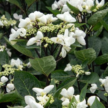 SEASIDE SERENADE® GLACIER BAY HYDRANGEA, SIZE #2
