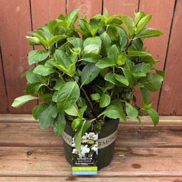 SEASIDE SERENADE® GLACIER BAY HYDRANGEA, SIZE #2