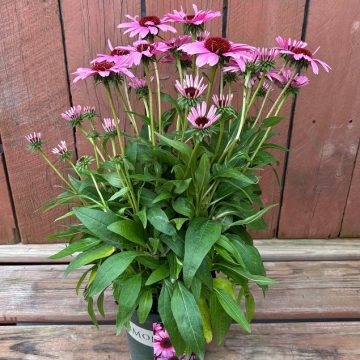 Echinacea 'SunMagic™ Vintage Hot Pink', Size #1