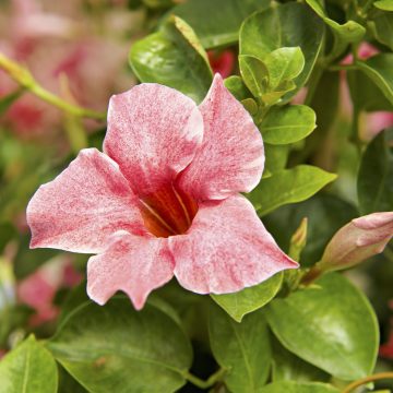 MANDEVILLA 'Sun Parasol® Original XP MAUVELOUS' #1