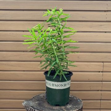 ASCLEPIAS TUBEROSA, SIZE #1