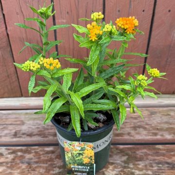 Asclepias tuberosa, Size #1
