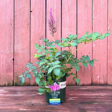 ASTILBE 'You and Me Always®', SIZE #1