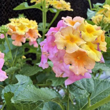 LANTANA 'MARY ANN', SIZE #1