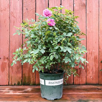 Seaside Swirl™ Pink Rugosa Rose, SIZE #2