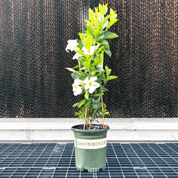 MANDEVILLA 'SUNVILLA™ WHITE', SIZE #1