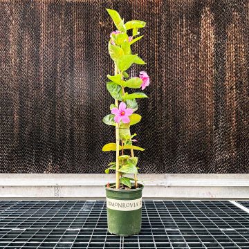 MANDEVILLA 'Sun Parasol® Original XP Bluephoria™'