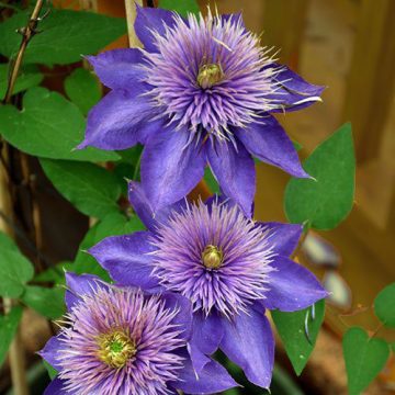 CLEMATIS 'Blue Light®', SIZE #1