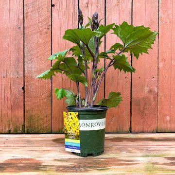 LIGULARIA 'LITTLE ROCKET', SIZE #1