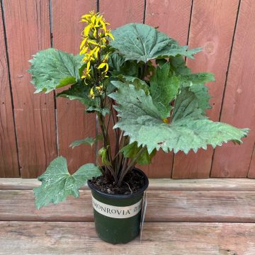 Ligularia 'Little Rocket', Size #1