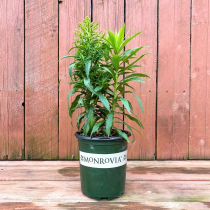 SOLIDAGO 'CROWN OF RAYS', SIZE #1