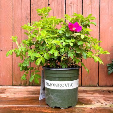 Seaside Swirl™ Red Rugosa Rose, SIZE #2
