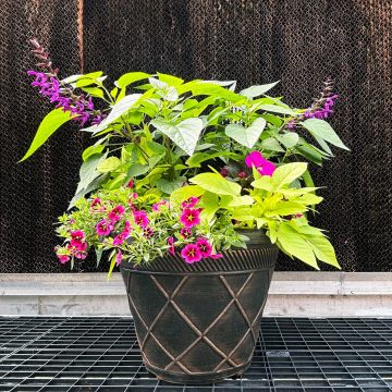 Combination 'Street Art' - 17" Estate Pot