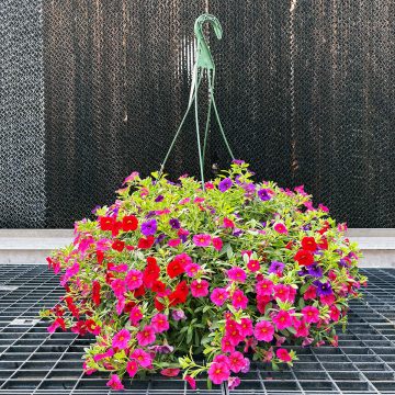 Calibrachoa MixMasters™ Cherry Plum Tart- 12"