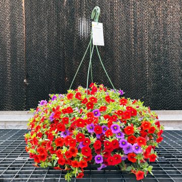 Calibrachoa MixMasters™ Laguna Beach- 12" Basket