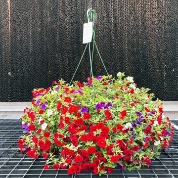 Calibrachoa MixMasters™ Spirits United- 12" Basket
